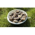 4-5cm Grade un champignon Shiitake lisse sans tige